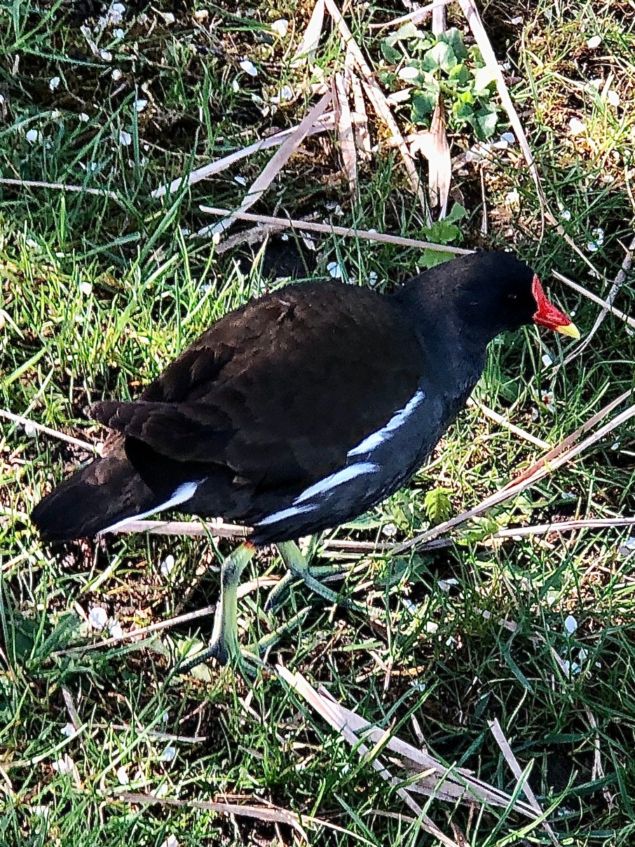 Teichhuhn